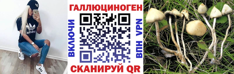 как найти   Черногорск  Псилоцибиновые грибы Cubensis 